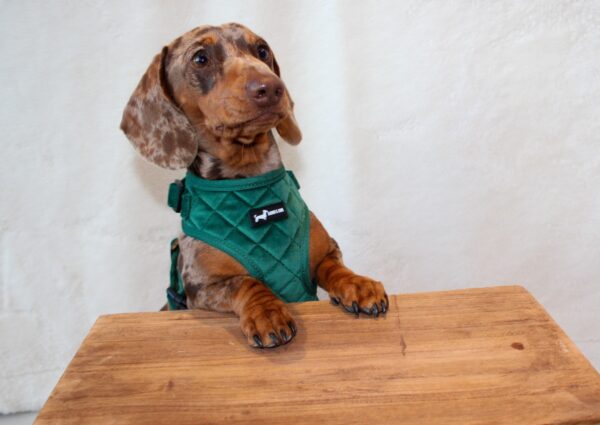 "Velvet Forest" Adjustable Neck Harness - Image 2