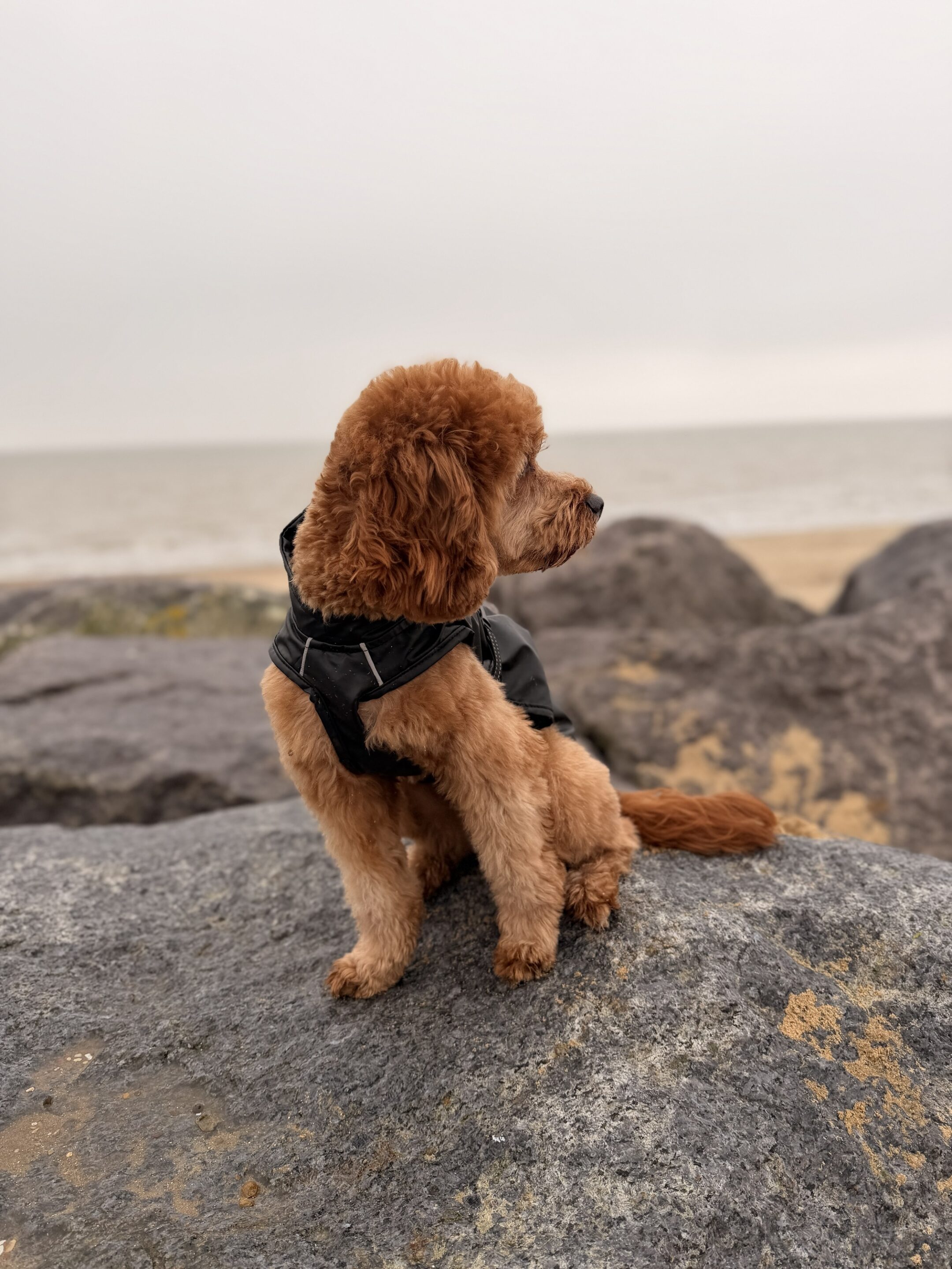 Bark Mac (Black) - Image 3