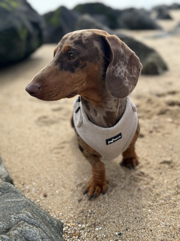 "Herringbone Oat" Adjustable Neck Harness - Image 4