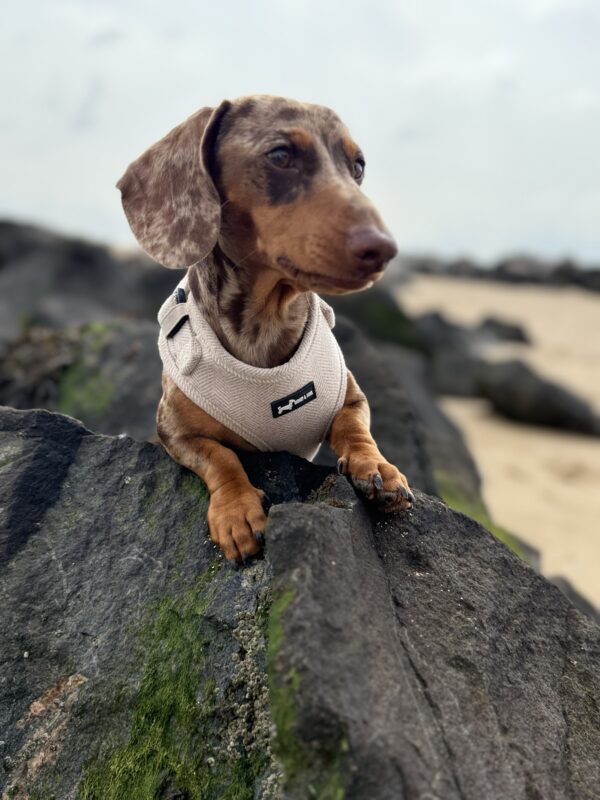 "Herringbone Oat" Adjustable Neck Harness - Image 5