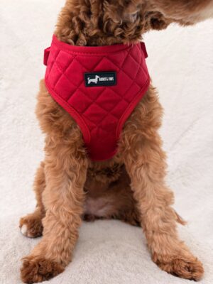 "Strawberry Plush" Adjustable Neck Harness