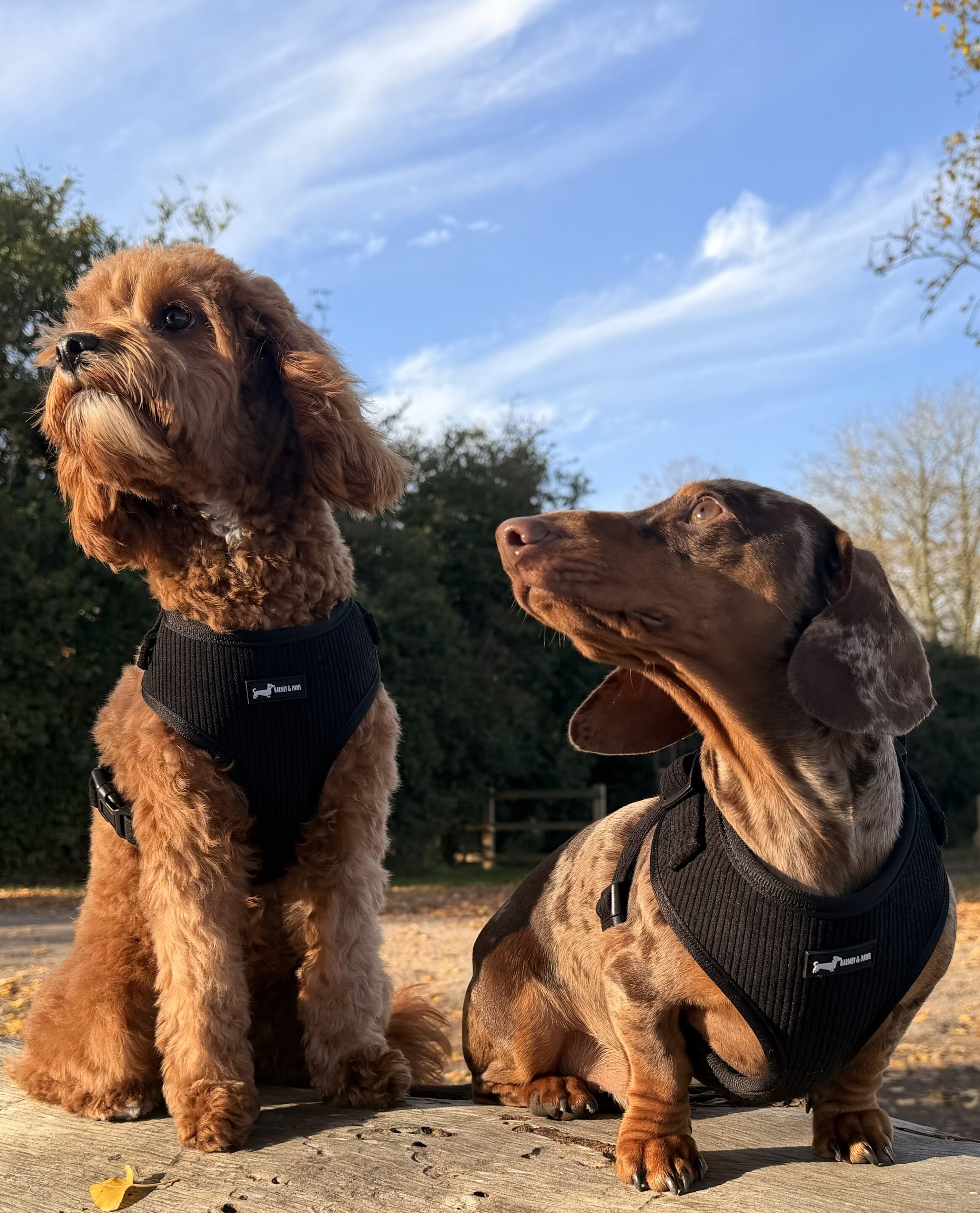 Midnight Cord 3-Piece Set - Image 3