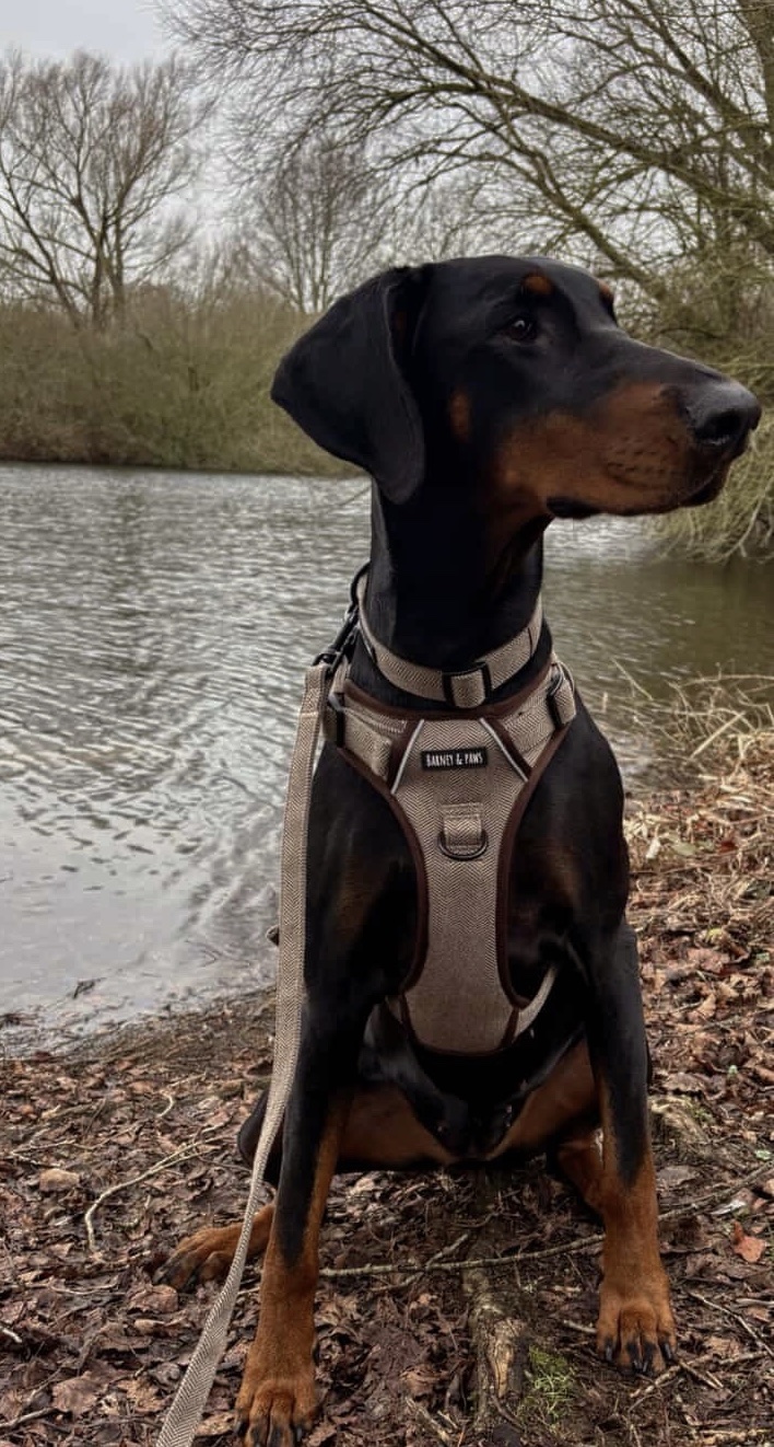 Country Classic 3-Click Neck Harness - Image 3