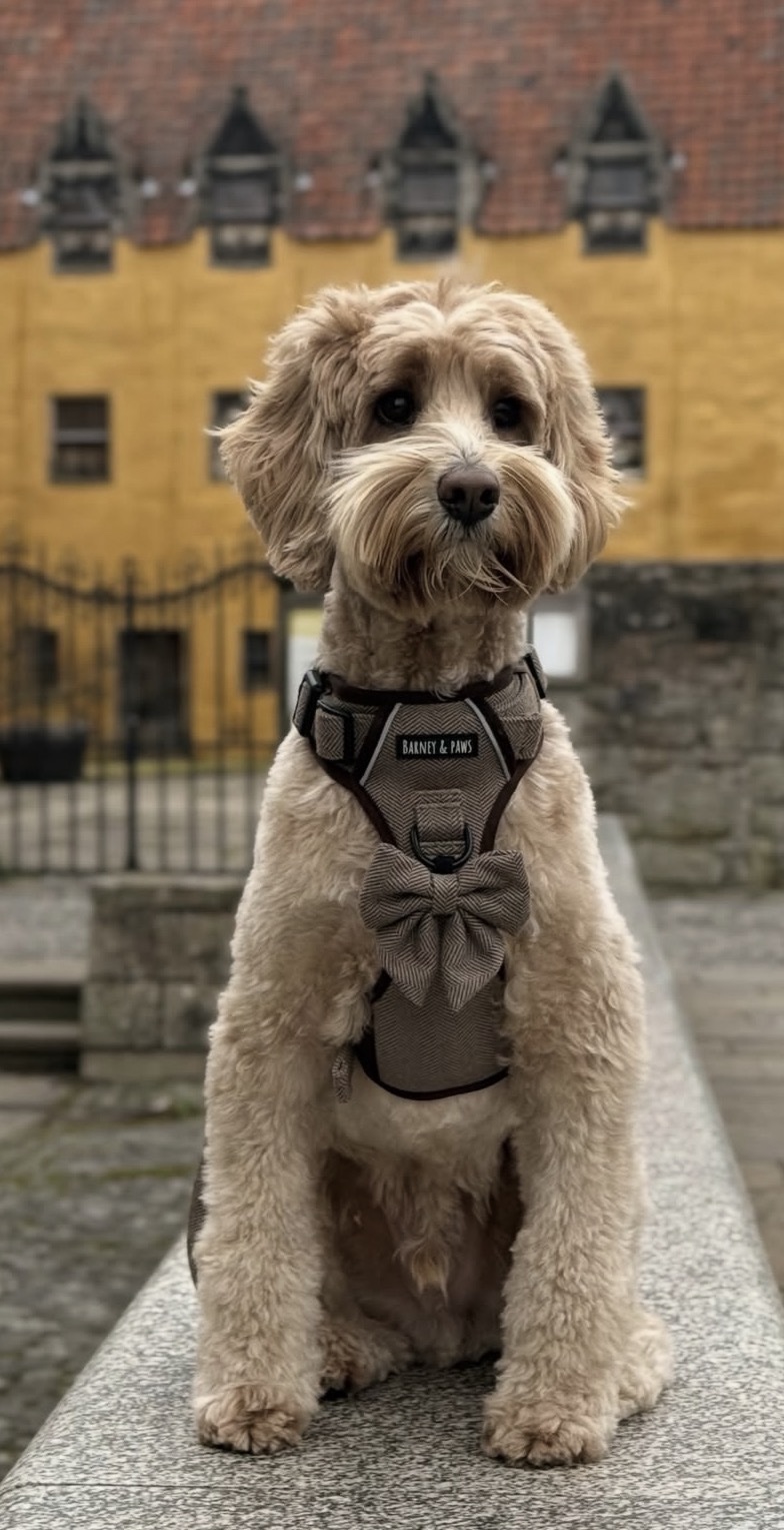 Country Classic 3-Click Neck Harness - Image 2