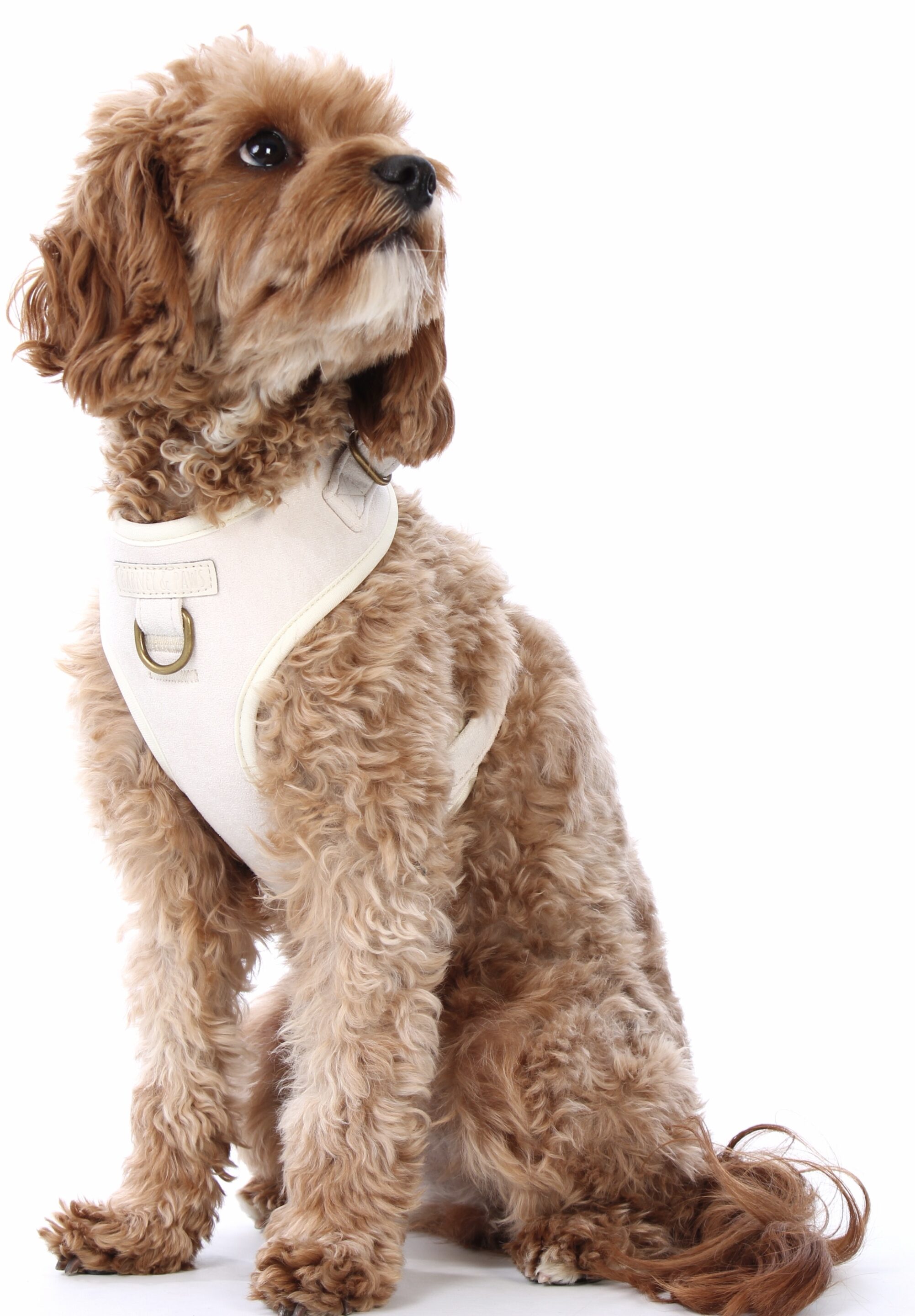 Oatmere Adjustable Neck Harness - Image 8